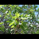 Feigen, leider noch unreif